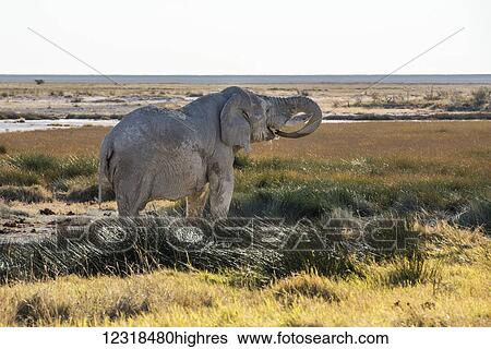Stock Photograph - An old Namibian elephant (Loxodonta africana) is taking a bath and drinking water in Etosha National Park; Namibia. Fotosearch