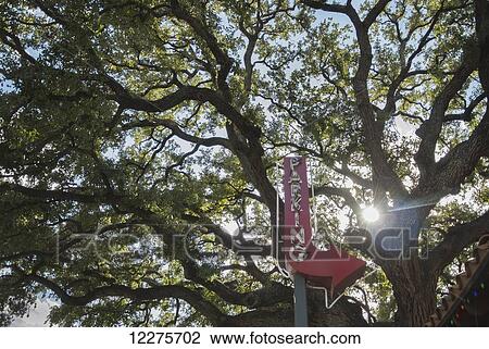 Stock Image - An old tree looms over a vintage, red parking sign next to a parking lot; Austin, Texas, United States of America. Fotosearch