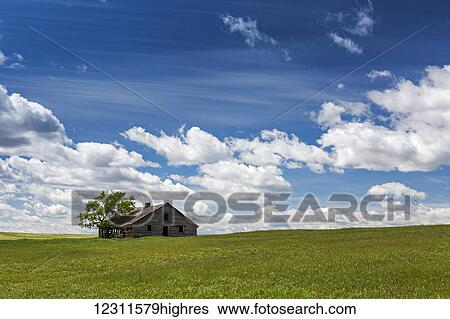 An old wooden building with one tree in a rolling grassy field with clouds and blue sky, West of High River; Alberta, Canada View Large Photo Image Stock Photograph - An old wooden building with one tree in a rolling grassy field with clouds and blue sky, West of High River; Alberta, Canada. Fotosearch