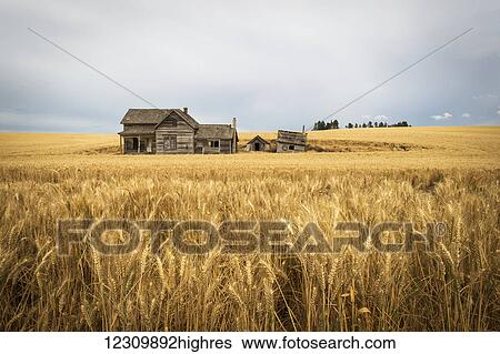 An old wooden farmstead in a wheat field; Palouse, Washington, United States of America View Large Photo Image Stock Photograph - An old wooden farmstead in a wheat field; Palouse, Washington, United States of America. Fotosearch