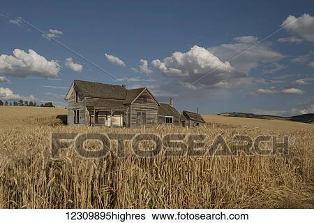 An old wooden farmstead in a wheat field; Palouse, Washington, United States of America View Large Photo Image Stock Photograph - An old wooden farmstead in a wheat field; Palouse, Washington, United States of America. Fotosearch