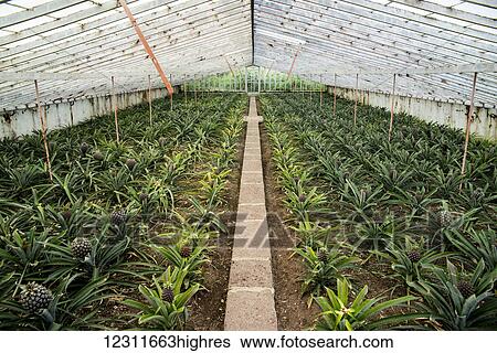 Stock Photograph - Ananas plantation; Faja de Baixo, Sao Miguel, Azores. Fotosearch