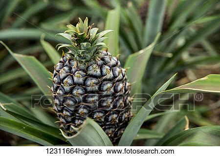Stock Photograph - Ananas plantation; Faja de Baixo, Sao Miguel, Azores. Fotosearch