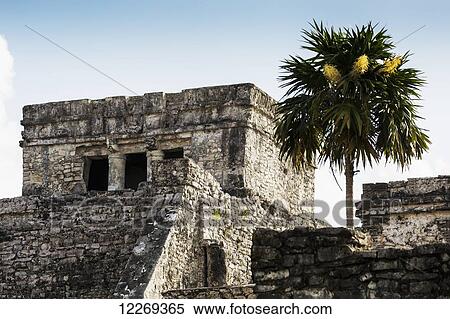 Ancient Mayan Temple with palm tree; Tulum, Quintana Roo, Mexico View Large Photo Image Stock Photography - Ancient Mayan Temple with palm tree; Tulum, Quintana Roo, Mexico. Fotosearch