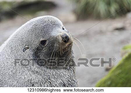 Stock Photograph - Antarctic fur seal (Arctocephalus gazella); South Georgia, South Georgia, South Georgia and the South Sandwich Islands, United Kingdom. Fotosearch