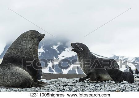 Stock Photograph - Antarctic fur seal family (Arctocephalus gazella); South Georgia, South Georgia and the South Sandwich Islands, United Kingdom. Fotosearch