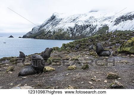 Stock Photograph - Antarctic fur seals (Arctocephalus gazella); South Georgia, South Georgia, South Georgia and the South Sandwich Islands, United Kingdom. Fotosearch