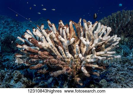 Stock Photograph - Antler coral (Pocillopora eydouxi) bleached white by the compounding effects of an El Nino with global warming photographed while scuba diving the Kona coast; Kona, Island of Hawaii, Hawaii, United States of America. Fotosearch