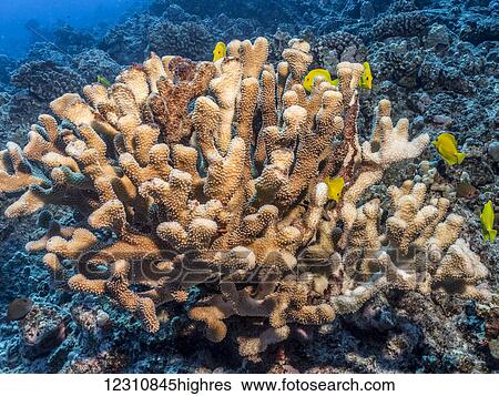 Stock Photograph - Antler coral (Pocillopora eydouxi) bleached white by the compounding effects of an El Nino with global warming photographed while scuba diving the Kona coast; Kona, Island of Hawaii, Hawaii, United States of America. Fotosearch