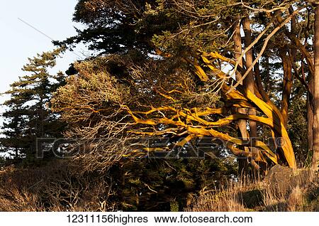 Arbutus tree; Hornby Island, British Columbia, Canada View Large Photo Image Stock Photograph - Arbutus tree; Hornby Island, British Columbia, Canada. Fotosearch
