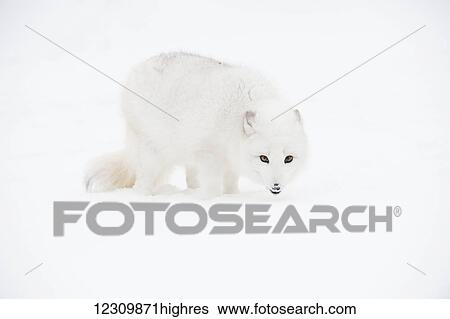 Arctic fox (Vulpes lagopus) in the snow, Triple D Ranch; California, United States of America View Large Photo Image Stock Photograph - Arctic fox (Vulpes lagopus) in the snow, Triple D Ranch; California, United States of America. Fotosearch