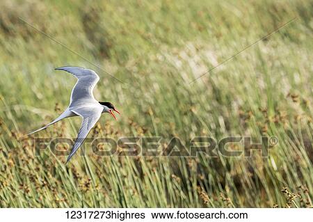 Stock Photograph - Arctic tern (Sterna paradisaea) flies near it's nest in the Potter Marsh area, South of Anchorage, south-central Alaska; Alaska, United States of America. Fotosearch
