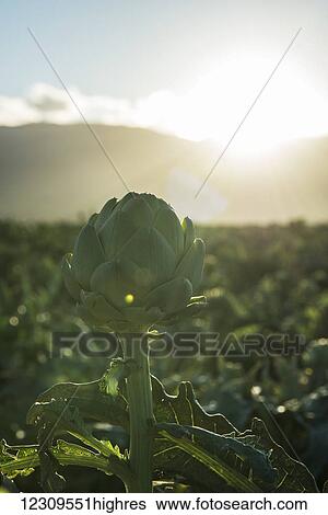 Stock Photograph - Artichoke in field; Gonzales, California, United States of America. Fotosearch