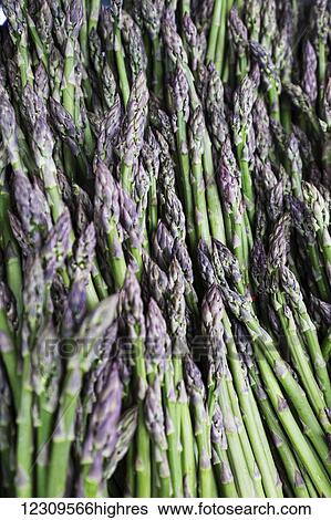 Asparagus; Lititz, Pennsylvania, United States of America View Large Photo Image Stock Photograph - Asparagus; Lititz, Pennsylvania, United States of America. Fotosearch
