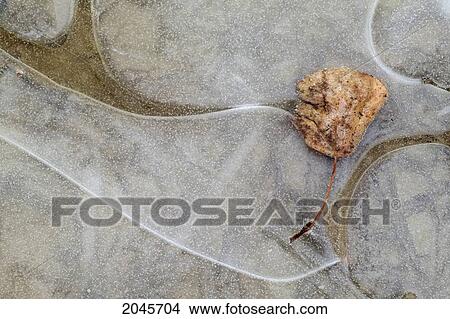 Aspen Poplar Leaf Frozen In Ice, Alberta Canada. View Large Photo Image Picture - Aspen Poplar Leaf Frozen In Ice, Alberta Canada.. Fotosearch