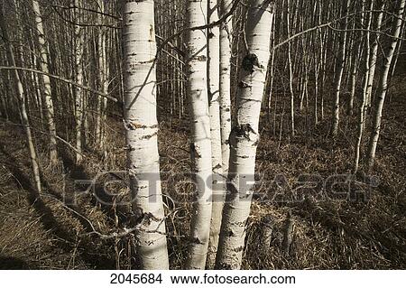 Aspen Tree Grove, Big Hills Spring Provincial Park, Alberta Canada. View Large Photo Image Picture - Aspen Tree Grove, Big Hills Spring Provincial Park, Alberta Canada.. Fotosearch