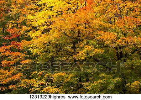 Stock Photograph - Autumn coloured foliage on Mount Sutton; Sutton, Quebec, Canada. Fotosearch
