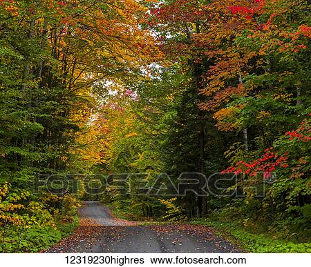 Stock Photograph - Autumn coloured foliage on the trees lining a country road; Sutton, Quebec, Canada. Fotosearch