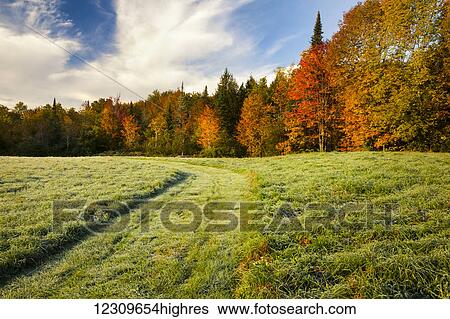 Autumn coloured trees and a grass field with a well-trodden trail through it; Waterbury, Vermont, United States of America View Large Photo Image Stock Photograph - Autumn coloured trees and a grass field with a well-trodden trail through it; Waterbury, Vermont, United States of America. Fotosearch