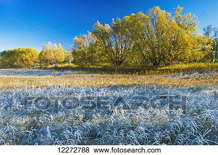Autumn frost near Oakbank; Manitoba, Canada View Large Photo Image Stock Photo - Autumn frost near Oakbank; Manitoba, Canada. Fotosearch