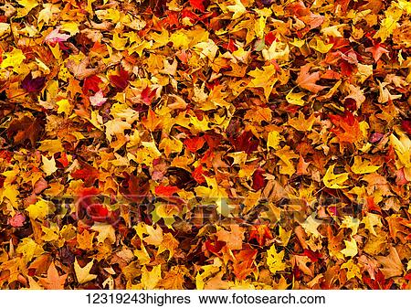 Stock Photograph - Autumn leaves on the ground; Iron Hill, Quebec, Canada. Fotosearch
