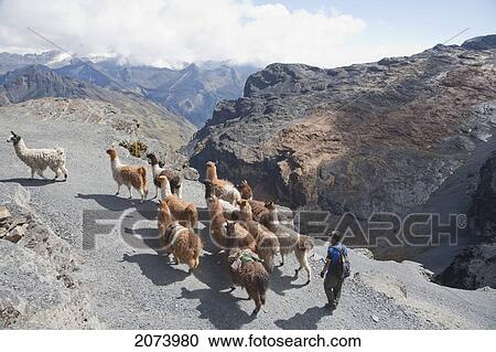 Stock Image - Aymara Boy Herding A Llama Train On The El Choro Pre-Columbian Road In The Cordillera Real, La Paz Department, Bolivia. Fotosearch