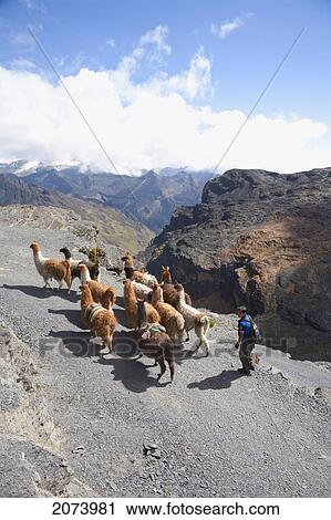 Stock Image - Aymara Boy Herding A Llama Train On The El Choro Pre-Columbian Road In The Cordillera Real, La Paz Department, Bolivia. Fotosearch