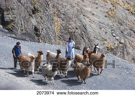 Picture - Aymara Woman Listening To A Transistor Radio And Boy Herding A Llama Train Along The El Choro Pre-Columbian Road In The Cordillera Real, La Paz Department, Bolivia. Fotosearch