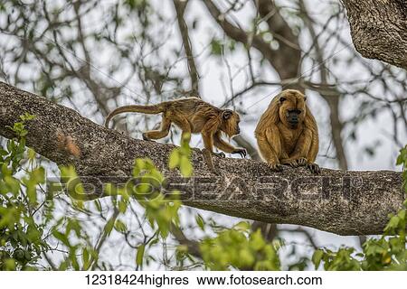 Baby black howler monkey (Alouatta caraya) walking to it's mother; Mato Grosso do Sul, Brazil View Large Photo Image Stock Photograph - Baby black howler monkey (Alouatta caraya) walking to it's mother; Mato Grosso do Sul, Brazil. Fotosearch