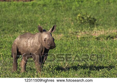 Stock Photograph - Baby Black Rhinoceros (Diceros bicornis); South Africa. Fotosearch