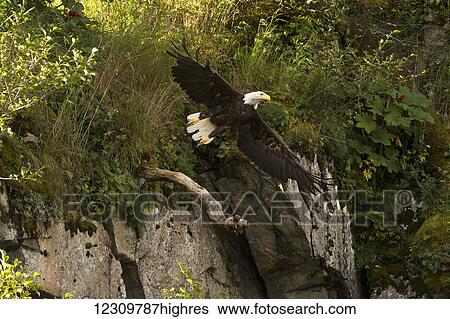 Stock Photograph - Bald eagle (Haliaeetus leucocephalus) in flight, Geographical Bay; Alaska, United States of America. Fotosearch