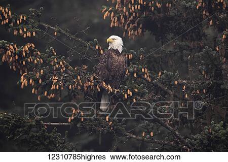 Bald eagle (Haliaeetus leucocephalus) perched in Sitka spruce tree, Southcentral Alaska; Alaska, United States of America View Large Photo Image Stock Photograph - Bald eagle (Haliaeetus leucocephalus) perched in Sitka spruce tree, Southcentral Alaska; Alaska, United States of America. Fotosearch