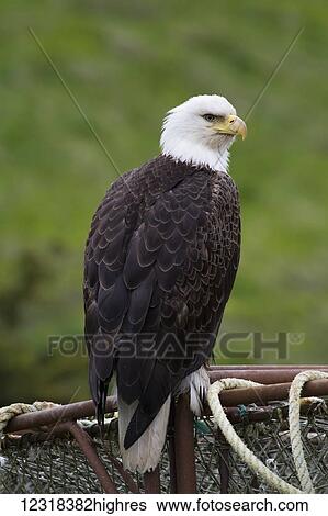 Stock Photograph - Bald eagle (Haliaeetus leucocephalus) on a crab pot; Unalaska, Alaska, United States of America. Fotosearch