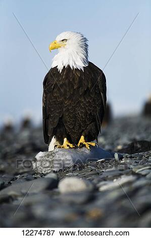 Bald Eagle standing on the shore of Kachemak Bay on the Homer Spit, Kenai Peninsula, Southcentral Alaska View Large Photo Image Stock Photo - Bald Eagle standing on the shore of Kachemak Bay on the Homer Spit, Kenai Peninsula, Southcentral Alaska. Fotosearch
