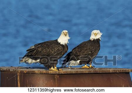 Stock Photograph - Bald eagles (Haliaeetus leucocephalus) perched together on a brown structure; Alaska, United States of America. Fotosearch