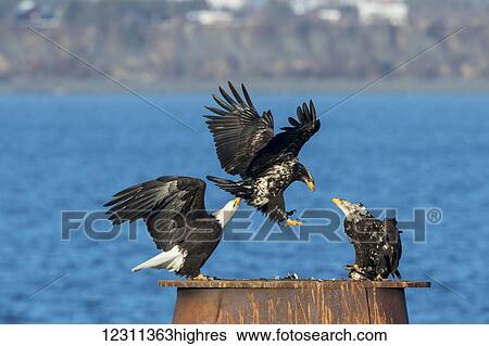 Stock Photograph - Bald eagles (Haliaeetus leucocephalus) landing and perched on a structure at the water's edge, Homer Spit, Alaska, United States of America. Fotosearch