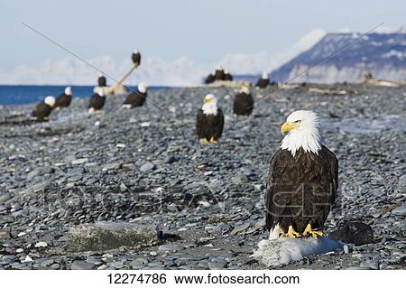 Bald Eagles standing on the shore of Kachemak Bay on the Homer Spit, Kenai Peninsula, Southcentral Alaska View Large Photo Image Stock Photograph - Bald Eagles standing on the shore of Kachemak Bay on the Homer Spit, Kenai Peninsula, Southcentral Alaska. Fotosearch