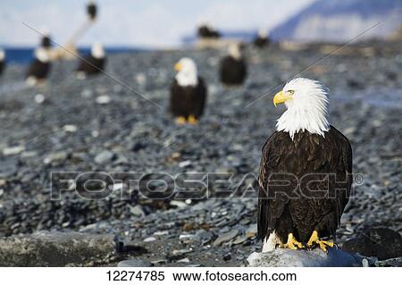 Stock Photography - Bald Eagles standing on the shore of Kachemak Bay on the Homer Spit, Kenai Peninsula, Southcentral Alaska. Fotosearch