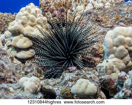 Banded sea urchin (Echinothrix calamaris) surounded by lobe coral (Porites lobata) on a coral reef off the Kona coast; Kona, Island of Hawaii, Hawaii, United States of America View Large Photo Image Stock Photograph - Banded sea urchin (Echinothrix calamaris) surounded by lobe coral (Porites lobata) on a coral reef off the Kona coast; Kona, Island of Hawaii, Hawaii, United States of America. Fotosearch