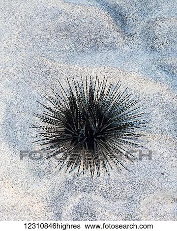 Stock Photograph - Banded sea urchin (Echinothrix calamaris) on a sandy bottom off the Kona coast; Kona, Island of Hawaii, Hawaii, United States of America. Fotosearch
