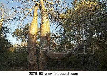 Baobab At Reniala Reserve, Mangily, Toliara Province, Madagascar View Large Photo Image Stock Image - Baobab At Reniala Reserve, Mangily, Toliara Province, Madagascar. Fotosearch