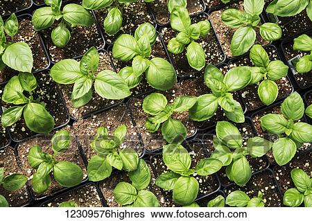 Basil plants in greenhouse; Lancaster, Pennsylvania, United States of America View Large Photo Image Stock Photograph - Basil plants in greenhouse; Lancaster, Pennsylvania, United States of America. Fotosearch