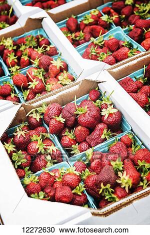 Stock Image - Beautiful ripe strawberries ready to ship on a Pennsylvania farm; Strasburg, Pennsylvania, United States of America. Fotosearch