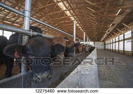 Beef heifers in a new barn; Lancaster, Pennsylvania, United States of America View Large Photo Image Stock Image - Beef heifers in a new barn; Lancaster, Pennsylvania, United States of America. Fotosearch
