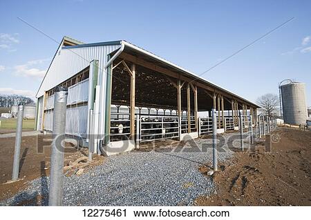 Beef heifers in a new barn; Lancaster, Pennsylvania, United States of America View Large Photo Image Stock Image - Beef heifers in a new barn; Lancaster, Pennsylvania, United States of America. Fotosearch