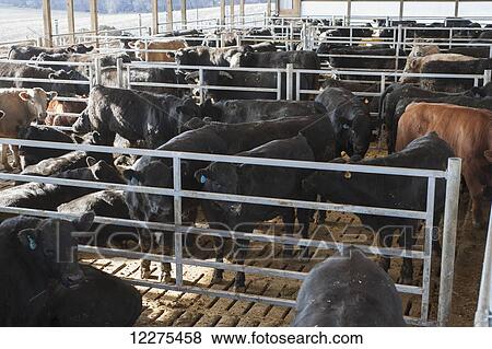 Stock Photo - Beef heifers in a new barn; Lancaster, Pennsylvania, United States of America. Fotosearch