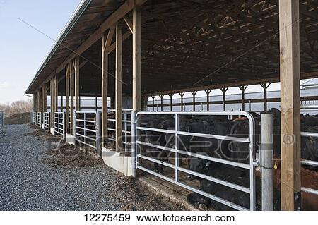 Stock Photo - Beef heifers in a new barn; Lancaster, Pennsylvania, United States of America. Fotosearch