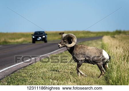 Bighorn Sheep (Ovis canadensis) at the side of the road with a vehicle approaching, Badlands National Park; Alberta, Canada View Large Photo Image Stock Photograph - Bighorn Sheep (Ovis canadensis) at the side of the road with a vehicle approaching, Badlands National Park; Alberta, Canada. Fotosearch