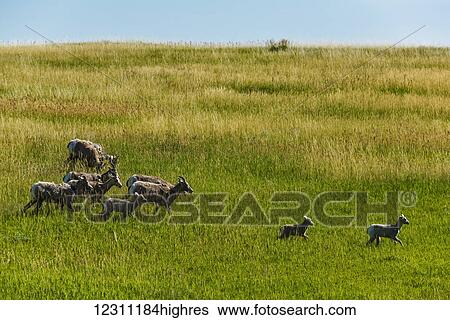 Stock Photograph - Bighorn Sheep (Ovis canadensis), Badlands National Park; Alberta, Canada. Fotosearch