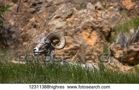 Bighorn sheep (Ovis canadensis), Kootenay National Park; British Columbia, Canada View Large Photo Image Stock Photograph - Bighorn sheep (Ovis canadensis), Kootenay National Park; British Columbia, Canada. Fotosearch